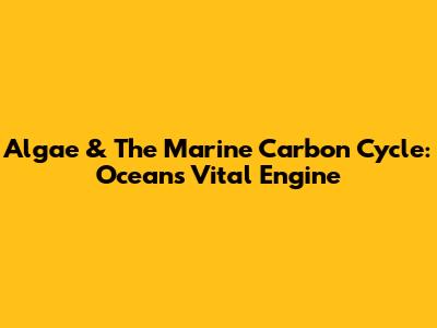 Algae & The Marine Carbon Cycle: Ocean's Vital Engine