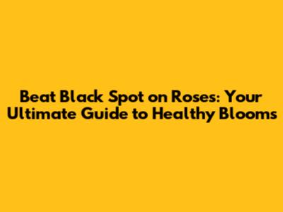 Beat Black Spot on Roses: Your Ultimate Guide to Healthy Blooms