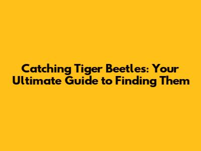 Catching Tiger Beetles: Your Ultimate Guide to Finding Them