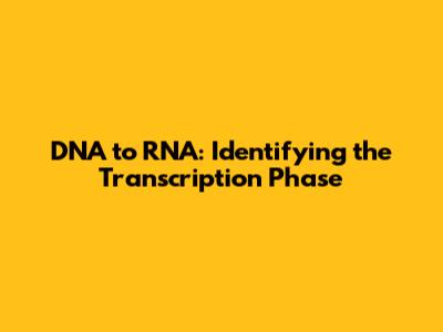 DNA to RNA: Identifying the Transcription Phase