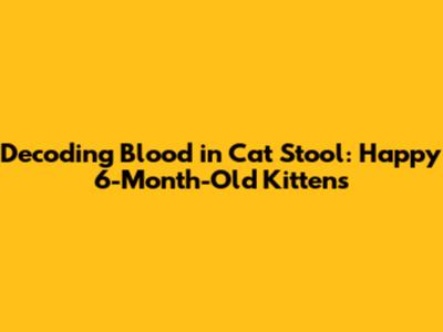 Decoding Blood in Cat Stool: Happy 6-Month-Old Kittens