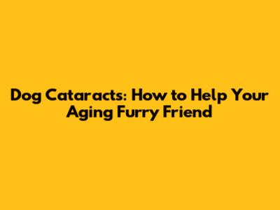 Dog Cataracts: How to Help Your Aging Furry Friend