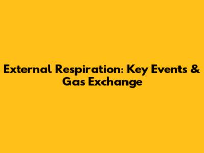 External Respiration: Key Events & Gas Exchange