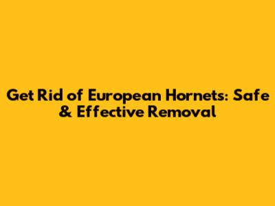 Get Rid of European Hornets: Safe & Effective Removal