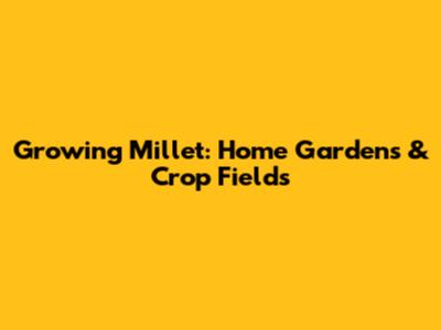 Growing Millet: Home Gardens & Crop Fields