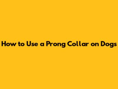 How to Use a Prong Collar on Dogs