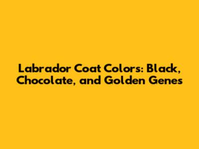 Labrador Coat Colors: Black, Chocolate, and Golden Genes