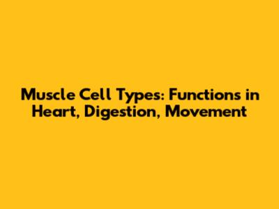 Muscle Cell Types: Functions in Heart, Digestion, Movement