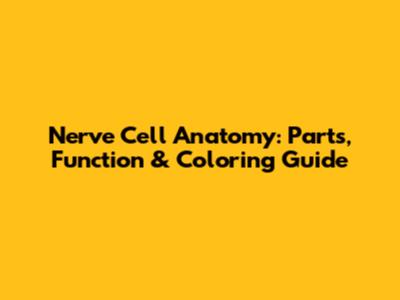 Nerve Cell Anatomy: Parts, Function & Coloring Guide