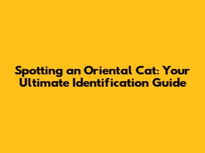 Spotting an Oriental Cat: Your Ultimate Identification Guide
