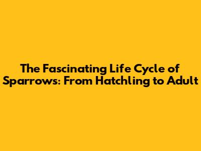 The Fascinating Life Cycle of Sparrows: From Hatchling to Adult