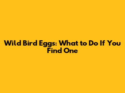 Wild Bird Eggs: What to Do If You Find One